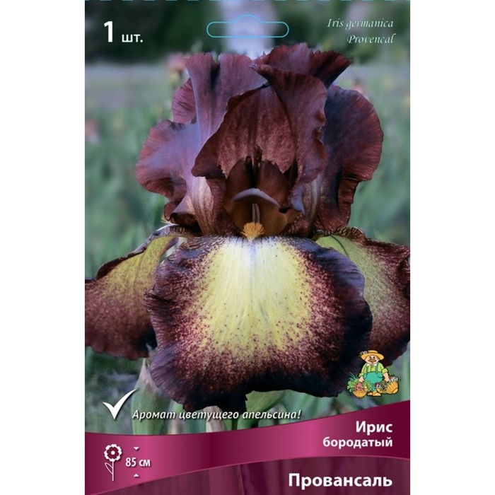 

Ирис бородатый Провансаль, I р-р, 1 шт. 85 h(см), Осень 2022