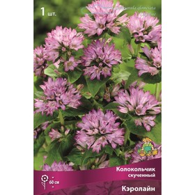

Колокольчик скученный Кэролайн, I р-р, 1 шт. 60 h(см), Осень 2022