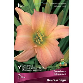 

Лилейник гибридный Винсам Леди, I р-р, 1 шт. 60 h(см), Осень 2022