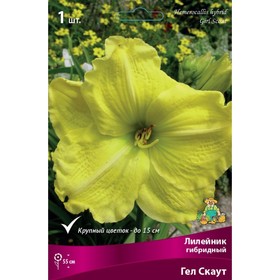 

Лилейник гибридный Гел Скаут, I р-р, 1 шт. 55 h(см), Осень 2022