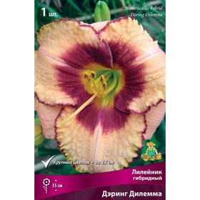 

Лилейник гибридный Дэринг Дилемма, I р-р, 1 шт. 55 h(см), Осень 2022