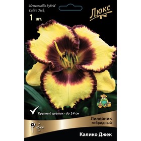 

Лилейник гибридный Калико Джек, I р-р, 1 шт. 65 h(см), Осень 2022