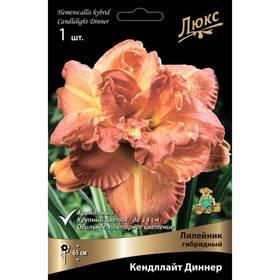 

Лилейник гибридный Кендллайт Диннер, I р-р, 1 шт. 65 h(см), Осень 2022