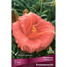 

Лилейник гибридный Космополитан, I р-р, 1 шт. 40 h(см), Осень 2022