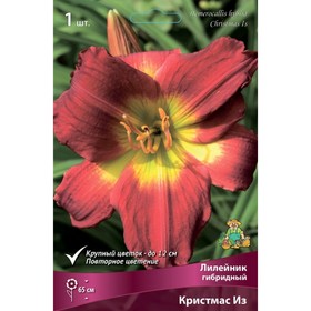 

Лилейник гибридный Кристмас Из, I р-р, 1 шт. 65 h(см), Осень 2022