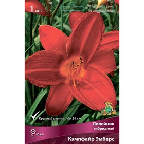 

Лилейник гибридный Кэмпфайр Эмберс, I р-р, 1 шт. 65 h(см), Осень 2022