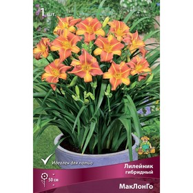 

Лилейник гибридный МакЛонГо , I р-р, 1 шт. 50 h(см), Осень 2022