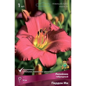 

Лилейник гибридный Пардон Ми, I р-р, 1 шт. 50 h(см), Осень 2022