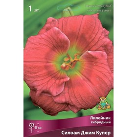 

Лилейник гибридный Силоам Джим Купер, I р-р, 1 шт. 45 h(см), Осень 2022