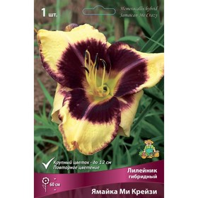 

Лилейник гибридный Ямайка Ми Крейзи, I р-р, 1 шт. 60 h(см), Осень 2022