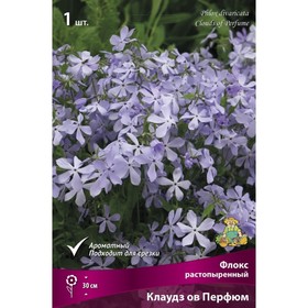 

Флокс растопыренный Клаудз ов Перфюм, I р-р, 1 шт. 30 h(см), Осень 2022