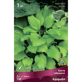 

Хоста гибридная Адорабл, I р-р, 1 шт. 50*80 h(см), Осень 2022
