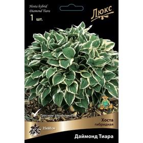 

Хоста гибридная Даймонд Тиара, I р-р, 1 шт. 35*60 h(см), Осень 2022