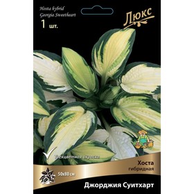 

Хоста гибридная Джорджия Суитхарт, I р-р, 1 шт. 80 h(см), Осень 2022