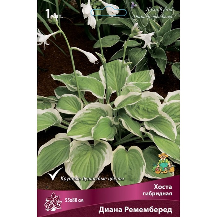 

Хоста гибридная Диана Ремемберед, I р-р, 1 шт. 55*80 h(см), Осень 2022