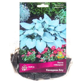 

Хоста гибридная Канадиан Блу, I р-р, 1 шт. 45*80 h(см), Осень 2022