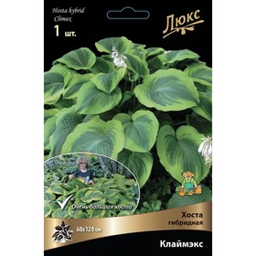 

Хоста гибридная Клаймэкс, I р-р, 1 шт. 60*120 h(см), Осень 2022