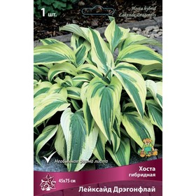 

Хоста гибридная Лейксайд Дрэгонфлай, I р-р, 1 шт. 45*75 h(см), Осень 2022