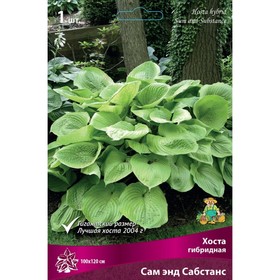 

Хоста гибридная Сам энд Сабстанс, I р-р, 1 шт. 100*120 h(см), Осень 2022