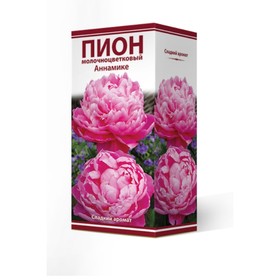 

Пионы молочноцветковые Аннамике, 2-3. р-р, 1 шт. 80 h(см), Осень 2022