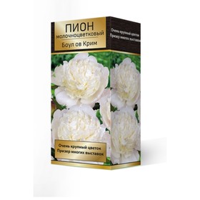 

Пионы молочноцветковые Боул ов Крим, 2-3. р-р, 1 шт. 90-100 h(см), Осень 2022