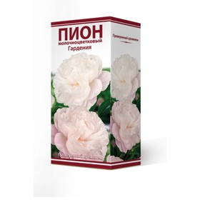 

Пионы молочноцветковые Гардения, 2-3 р-р, 1 шт. 80-90 h(см), Осень 2022
