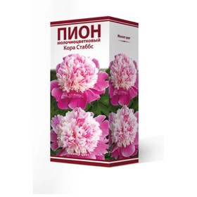 

Пионы молочноцветковые Кора Стаббс, 2-3. р-р, 1 шт. 80-90 h(см), Осень 2022
