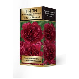

Пионы молочноцветковые Крисмас Велвет, 2-3. р-р, 1 шт. 75-80 h(см), Осень 2022