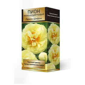 

Пионы молочноцветковые Лемон Шифон, 2-3 р-р, 1 шт. 90 h(см), Осень 2022