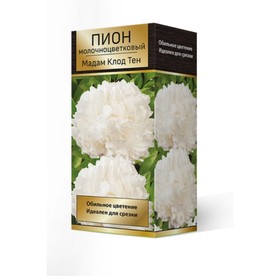 

Пионы молочноцветковые Мадам Клод Тен, 2-3. р-р, 1 шт. 90-100 h(см), Осень 2022