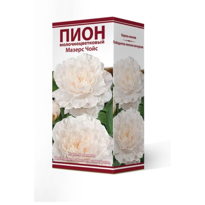 

Пионы молочноцветковые Мазерс Чойс, 2-3 р-р, 1 шт. 65-70 h(см), Осень 2022