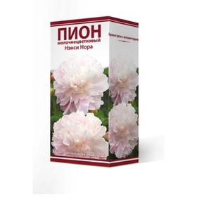 

Пионы молочноцветковые Нэнси Нора, 2-3 р-р, 1 шт. 80-90 h(см), Осень 2022