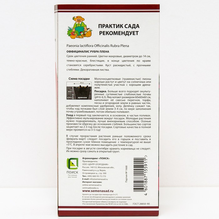 

Пионы молочноцветковые Оффициналис Рубра Плена, 2-3 р-р, 1 шт. 60 h(см), Осень 2022