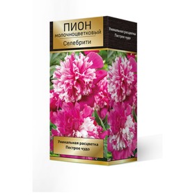 

Пионы молочноцветковые Селебрити, 2-3 р-р, 1 шт. 90 h(см), Осень 2022