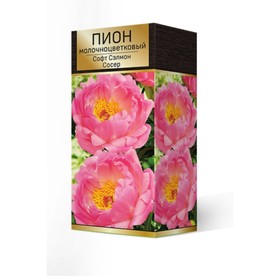 

Пионы молочноцветковые Софт Салмон Сосер, 2-3. р-р, 1 шт. 65 h(см), Осень 2022