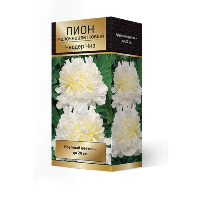 

Пионы молочноцветковые Чеддар Чиз, 2-3. р-р, 1 шт. 90-95 h(см), Осень 2022