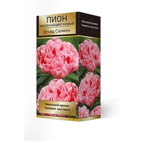 

Пионы молочноцветковые Этчед Салмон, 2-3. р-р, 1 шт. 65-85 h(см), Осень 2022