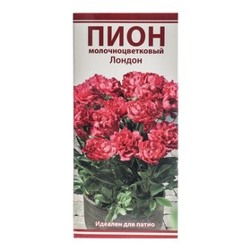 

Пионы "Поиск", травянистые для патио, "Лондон", 2-3 р-р, 1 шт. 25 h(см), Осень 2022
