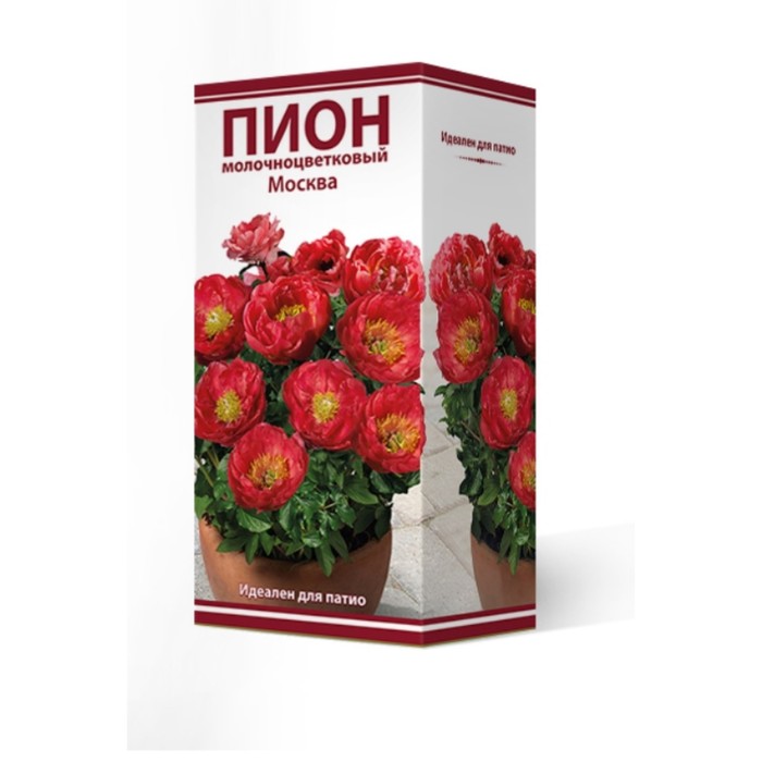 Пион москва описание Пион москва описание