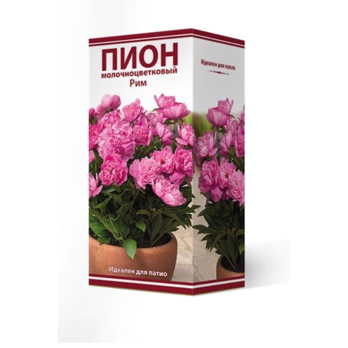 Патио рим пион Патио рим пион