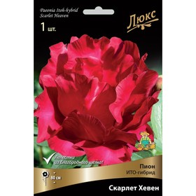 

Пионы ИТО-гибриды Скарлет Хевен, 2-3 р-р, 1 шт. 80 h(см), Осень 2022