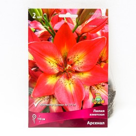

Лилии Азиатские Арсенал, 14/16 р-р, 2 шт. 110 h(см), Осень 2022