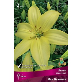 

Лилии Азиатские Изи Ванилла, 14/16 р-р, 2 шт. 100 h(см), Осень 2022