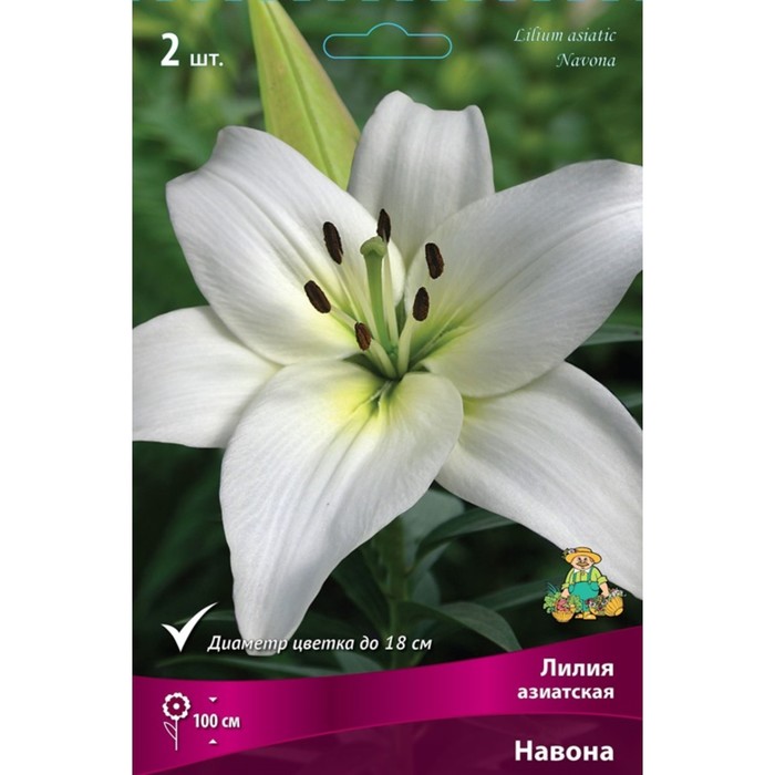 

Лилии Азиатские Навона, 14/16 р-р, 2 шт. 100 h(см), Осень 2022