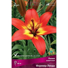 

Лилии Азиатские Форевер Линда, 14/16 р-р, 2 шт. 100 h(см), Осень 2022