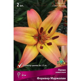 

Лилии Азиатские Форевер Маржолин, 14/16 р-р, 2 шт. 80 h(см), Осень 2022