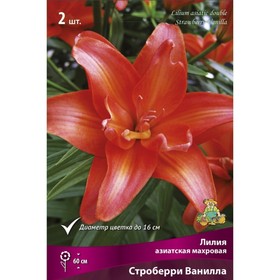 

Лилии Азиатские махровые Строберри Ванилла, 14/16 р-р, 2 шт. 60 h(см), Осень 2022