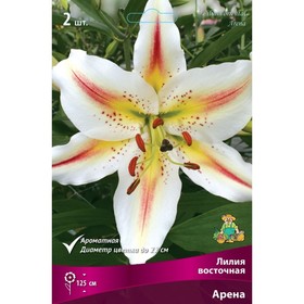 

Лилии Восточные Арена, 14/16 р-р, 2 шт. 125 h(см), Осень 2022