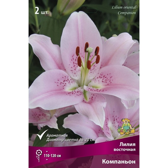 

Лилии Восточные Компаньон, 14/16 р-р, 2 шт. 110-120 h(см), Осень 2022