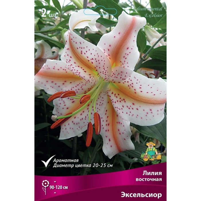 

Лилии Восточные Эксельсиор, 14/16 р-р, 2 шт. 120 h(см), Осень 2022